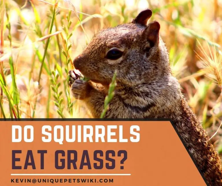 Do Squirrels Eat Grass? 03 Myths You Didn't Know