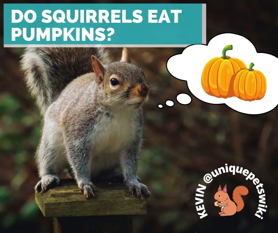 Do squirrels eat pumpkins