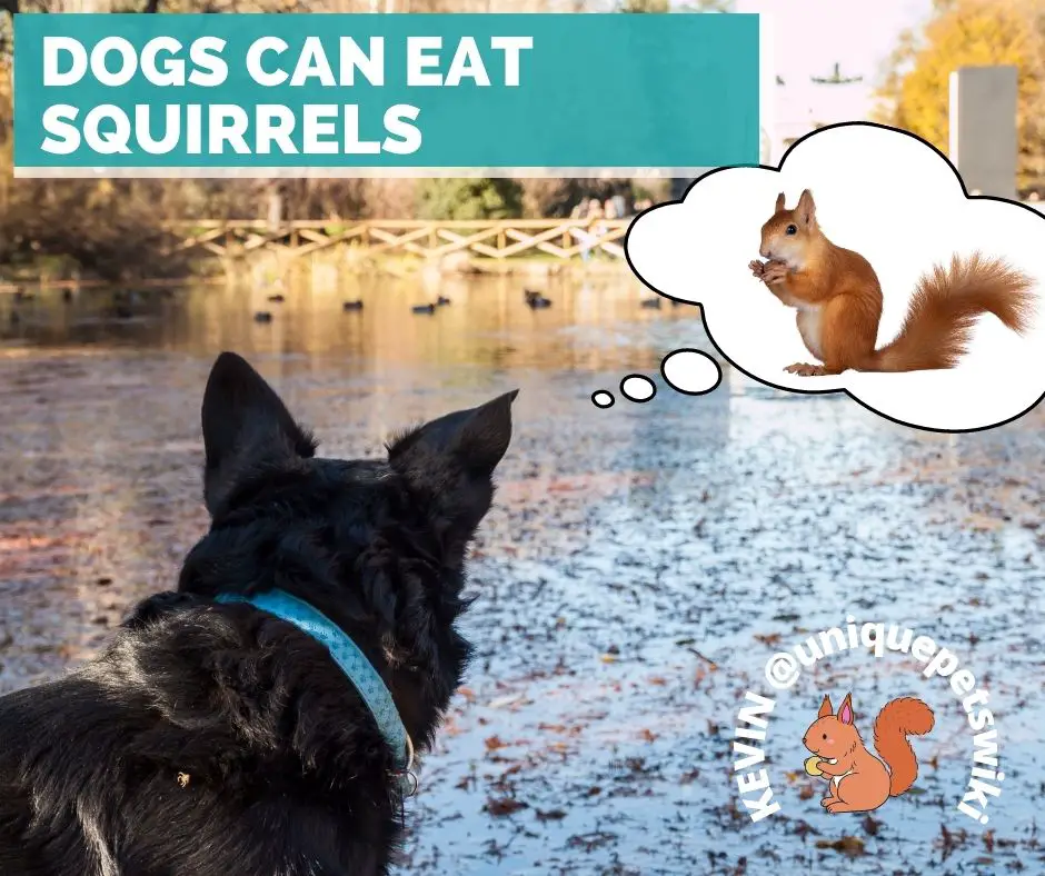 Dog can eat squirrels