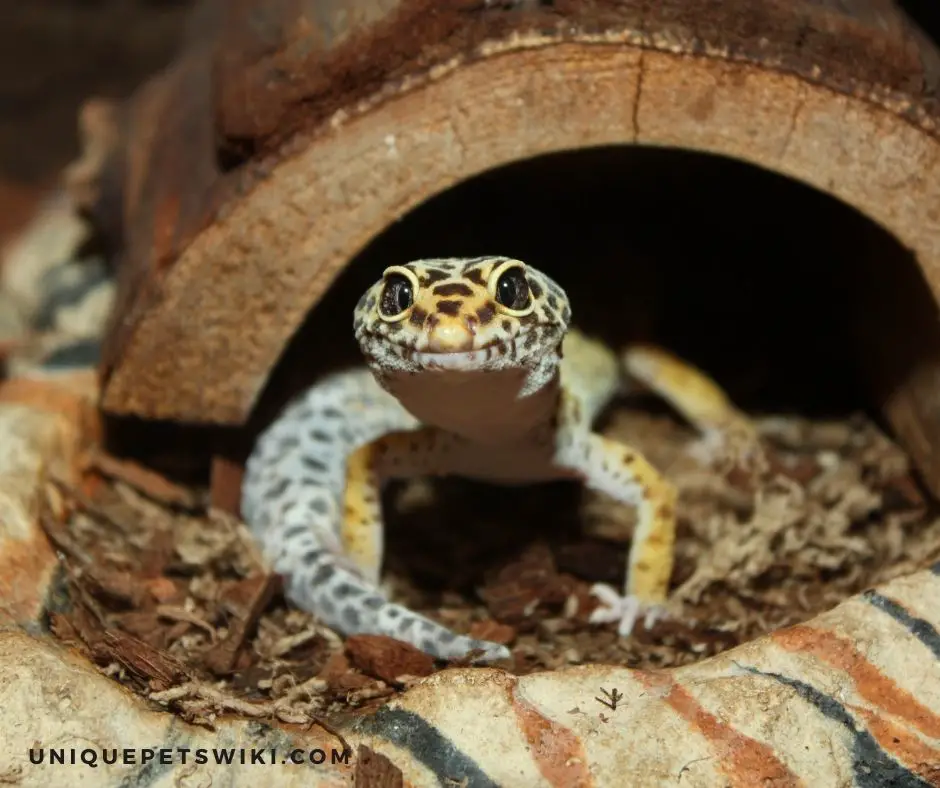 Inappropriate enclosure size and set up can make leopard geckos happy and unhappy