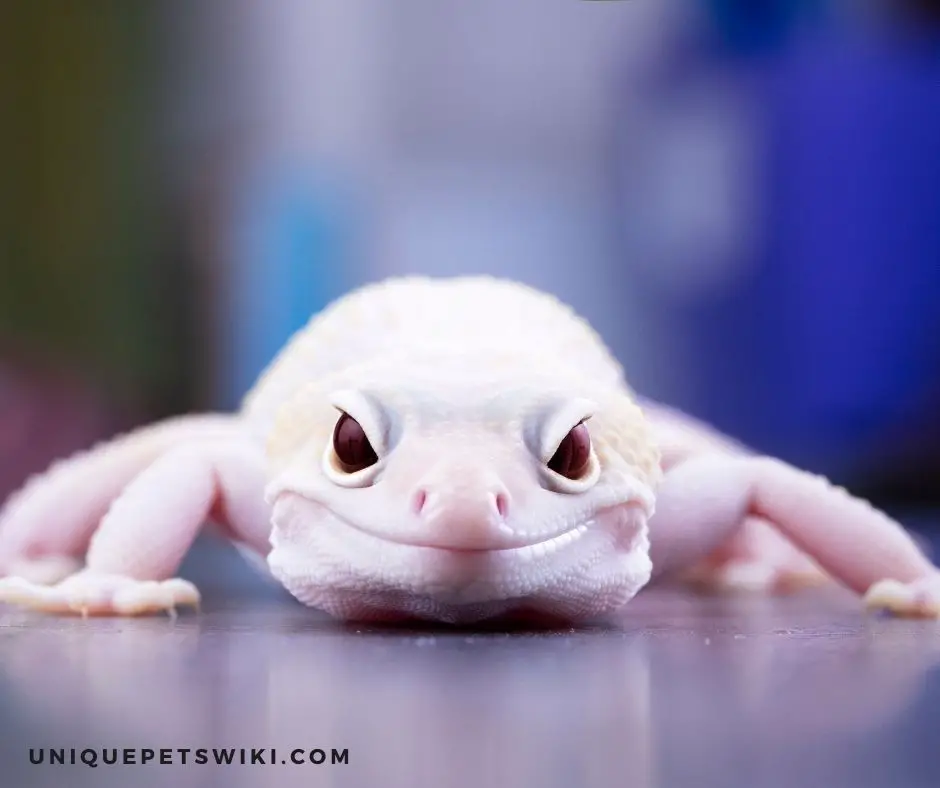 How To Tell If Leopard Geckos Are Happy Or Not?