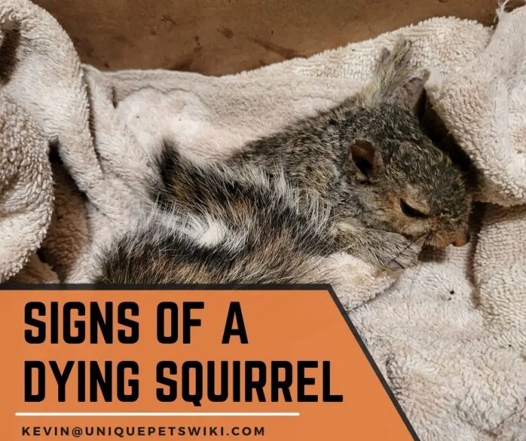 9 Signs of a Dying Squirrel (And Some Treatments from Vet)