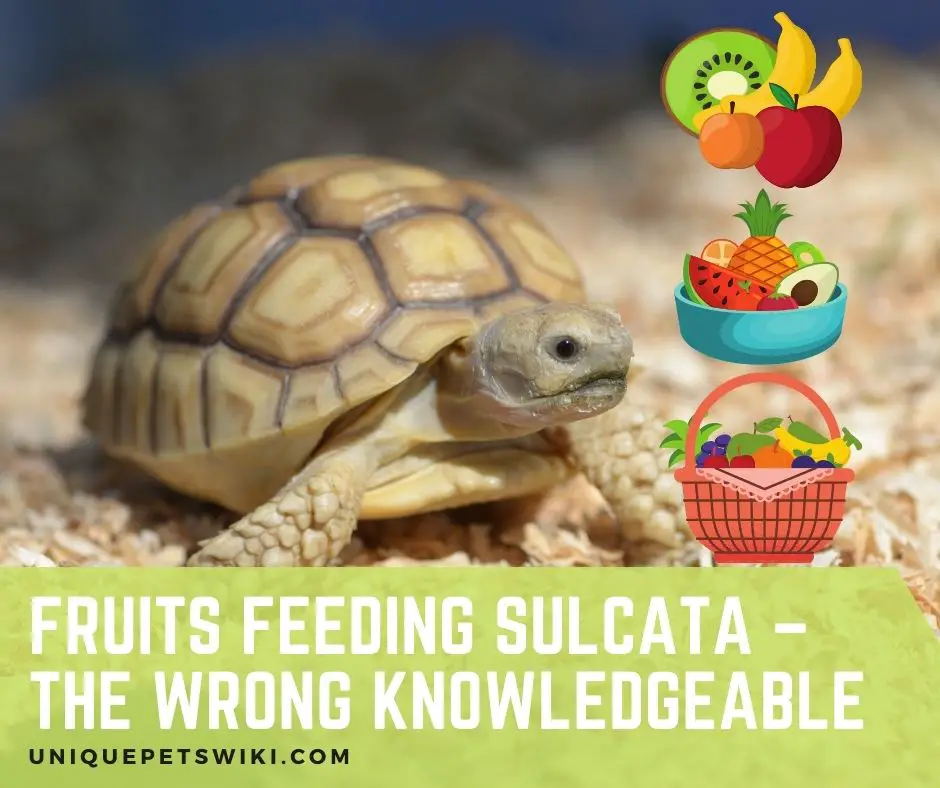 Fruits Feeding Sulcata Knowledge Is Important