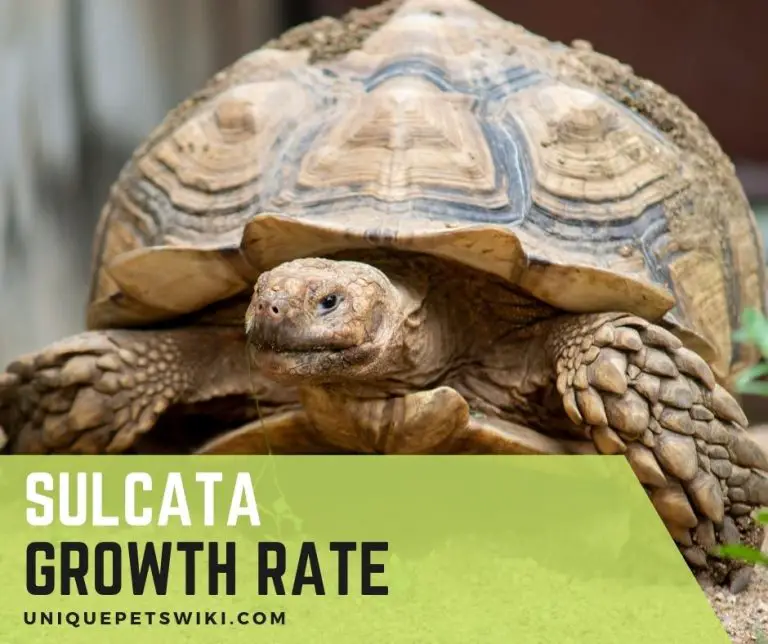 Sulcata Tortoise Growth Rate How Fast Do Sulcata Tortoises Grow?