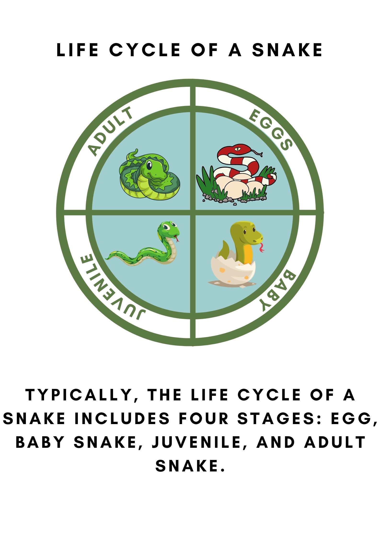 Rattlesnake Life Cycle Stages