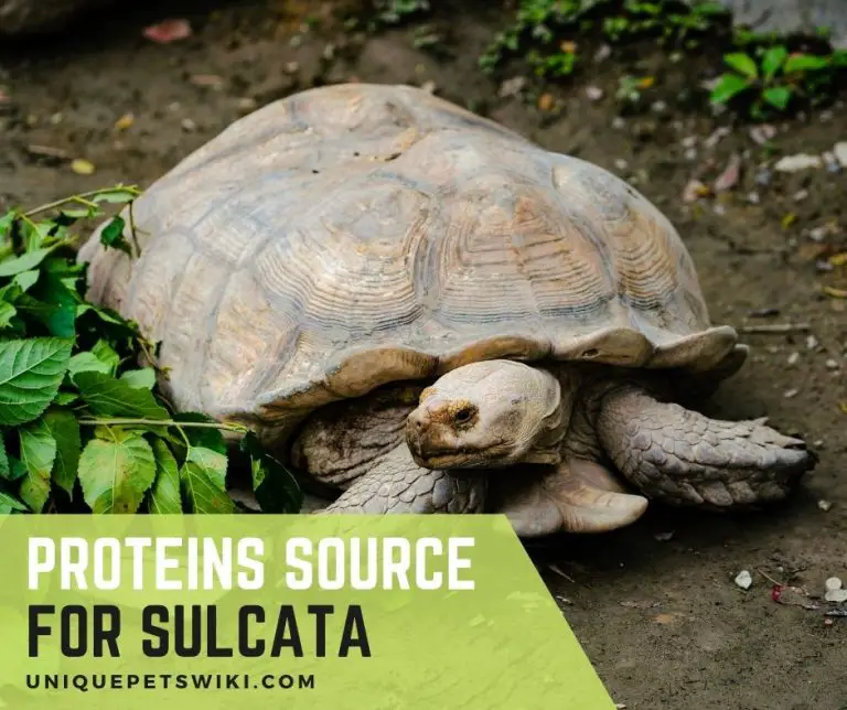 What Proteins Can Sulcata Tortoise Eat? 15 You Must Know