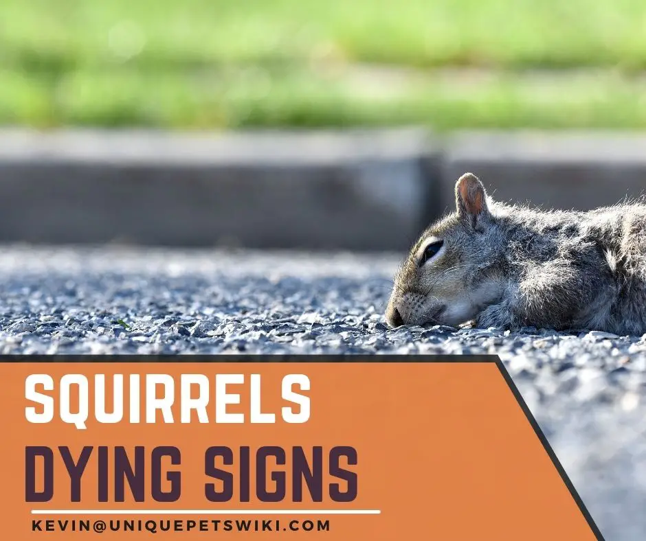 9 Signs Of A Dying Squirrel (And Some Treatments)