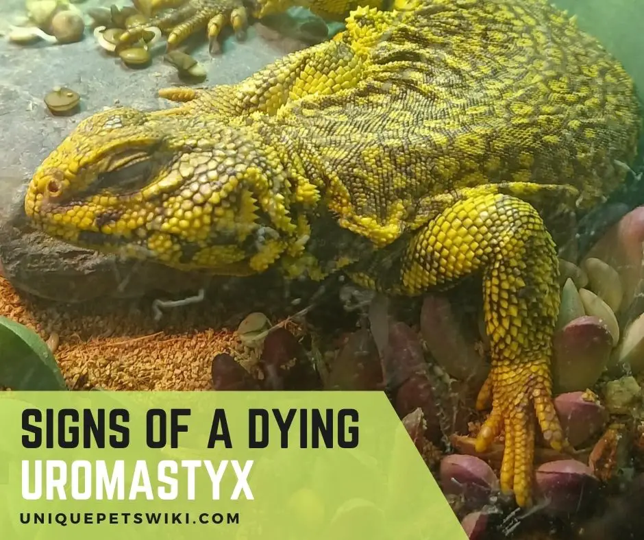 08 Signs Of A Dying Uromastyx