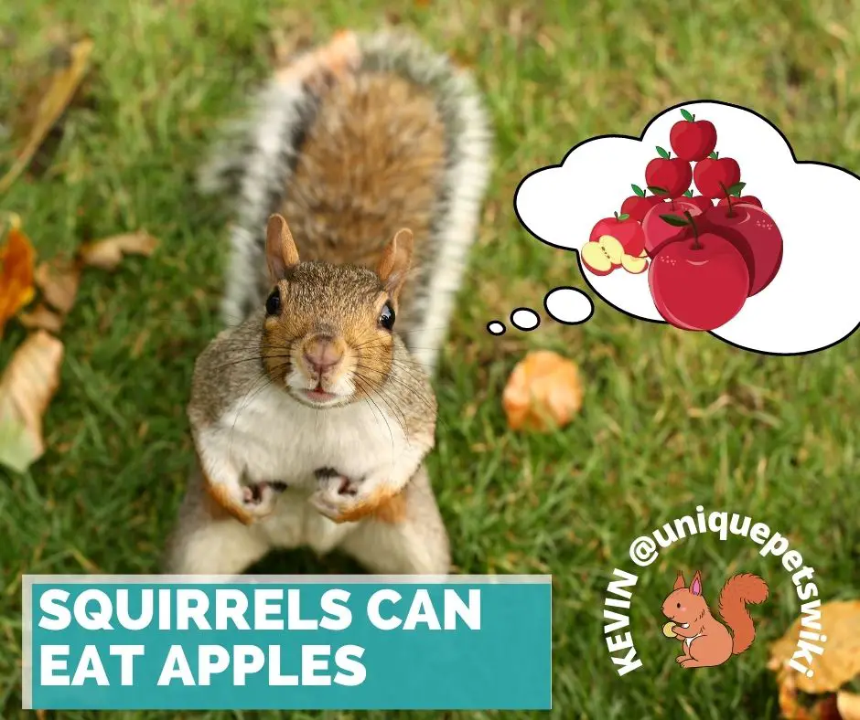 Do squirrels eat apples?