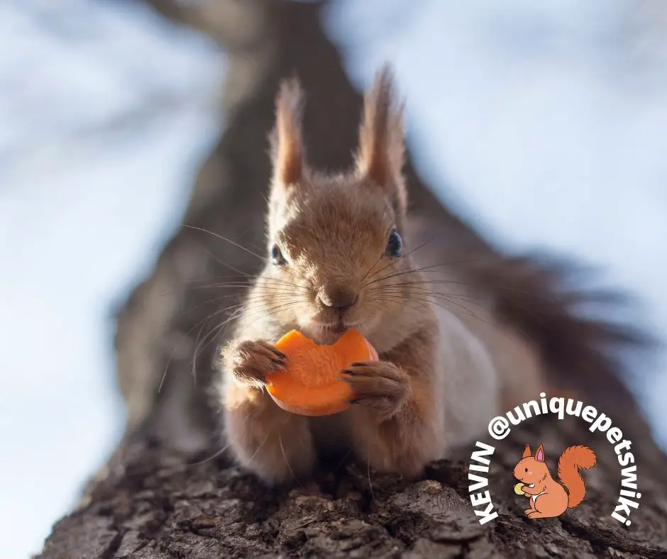 squirrels can eat carrots