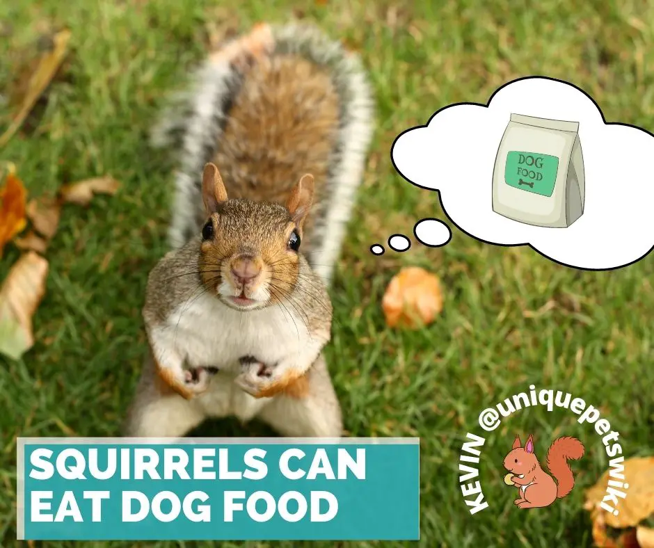 Squirrels can eat dog food