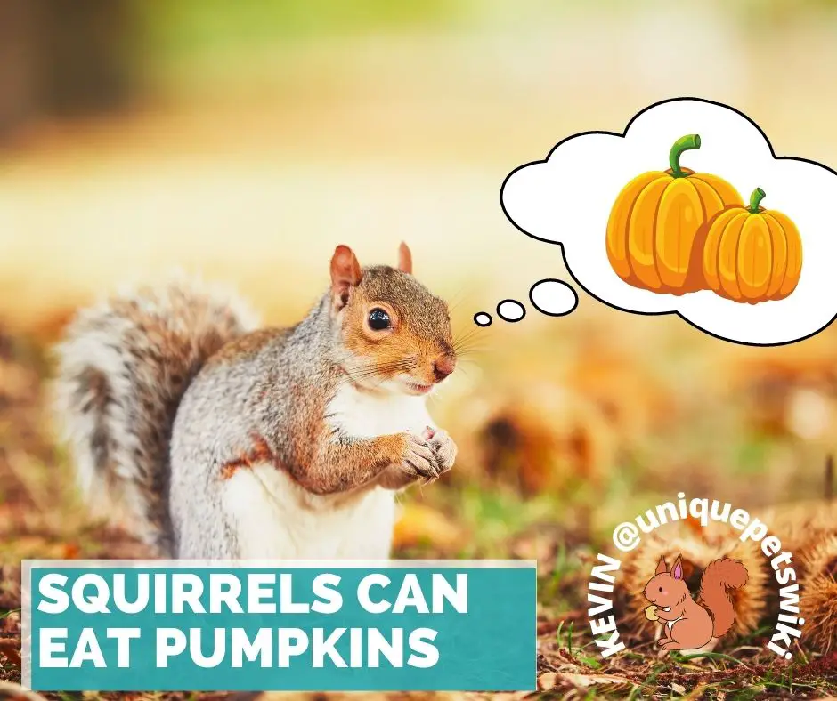 Squirrels can eat pumpkins
