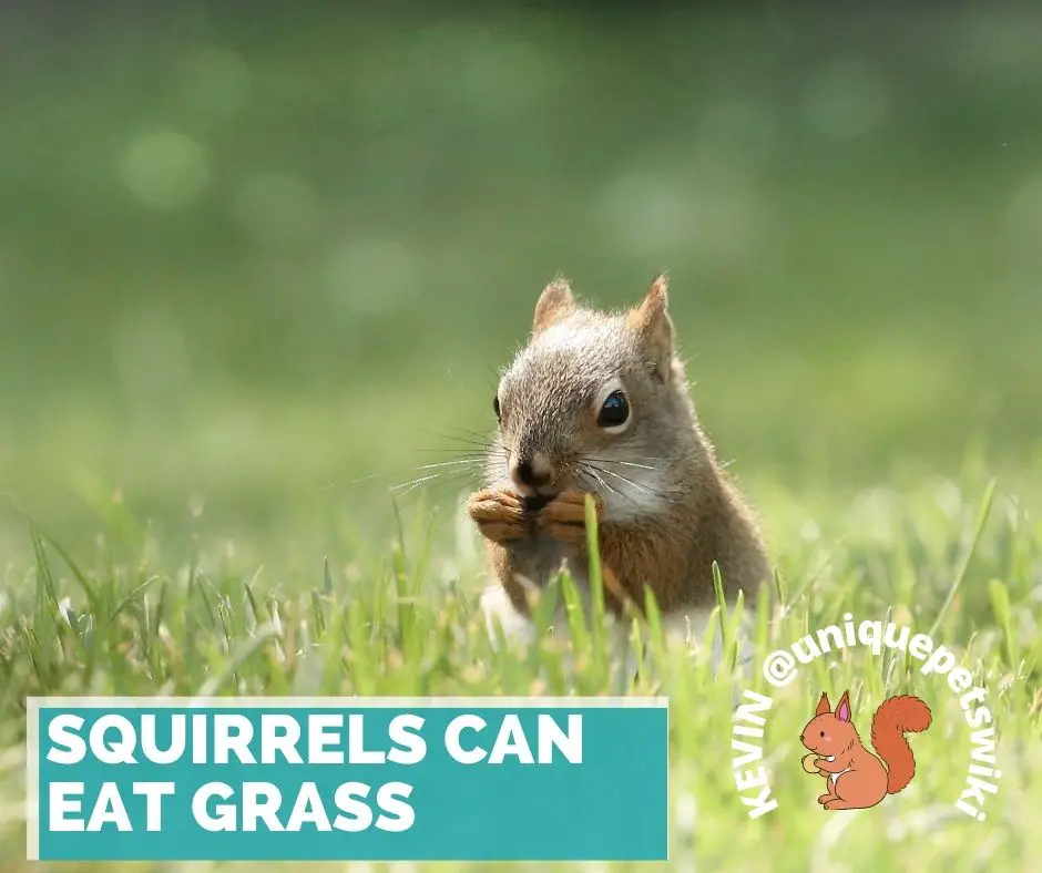 can Squirrels Eat Grass? Yes, Squirrels can eat grass