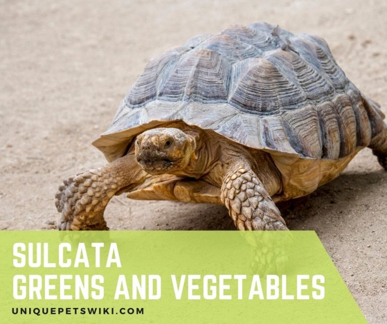 Best Sulcata Tortoise Greens And Vegetables (27 Toxic Plants)