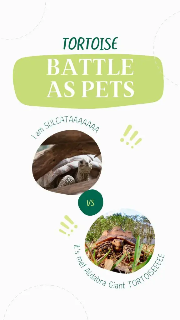 Sulcata vs Aldabra tortoise
