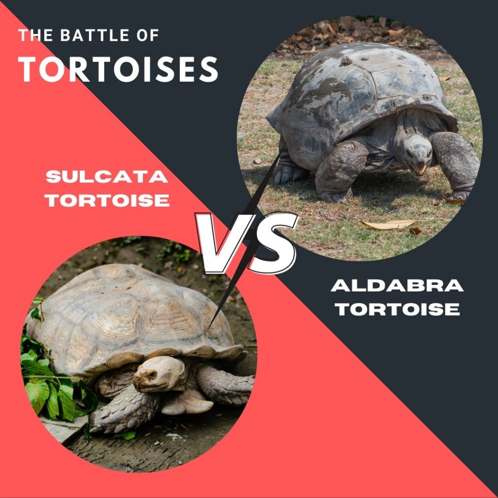 Sulcata Vs Aldabra Giant Tortoise As Pets