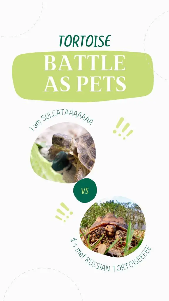 Sulcata Vs Russian Tortoise: Full Comparison