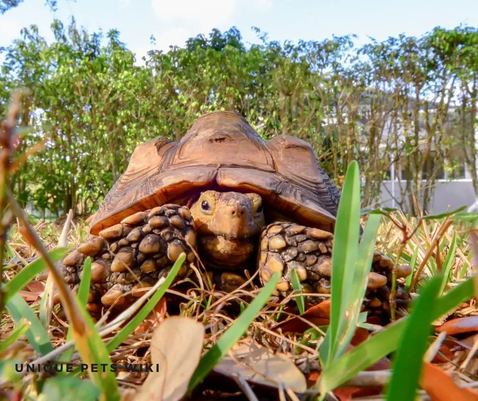 pet sulcata kept outdoors