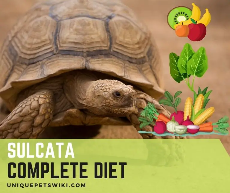 What Do Sulcata Tortoises Eat Complete Sulcata Tortoises Diet (Baby To