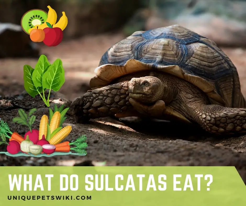 What Do Sulcata Tortoises Eat?