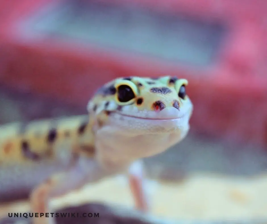 What makes leopard geckos smile?