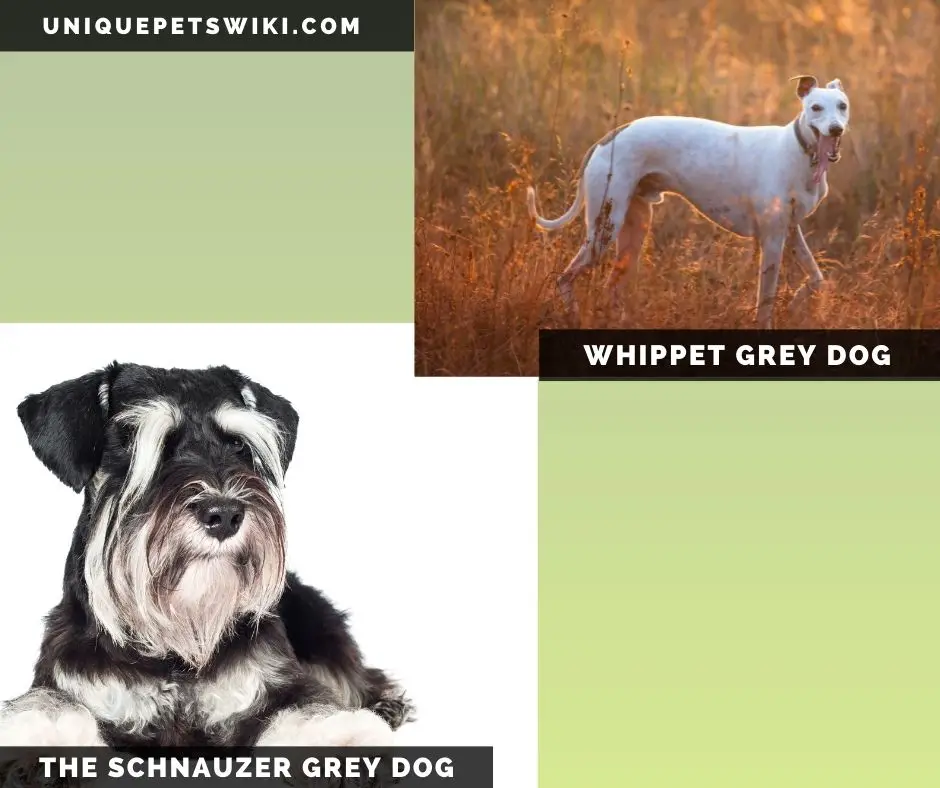 The Whippet and Schnauzer small grey dogs