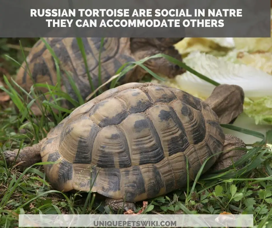 A pair of Russian tortoise