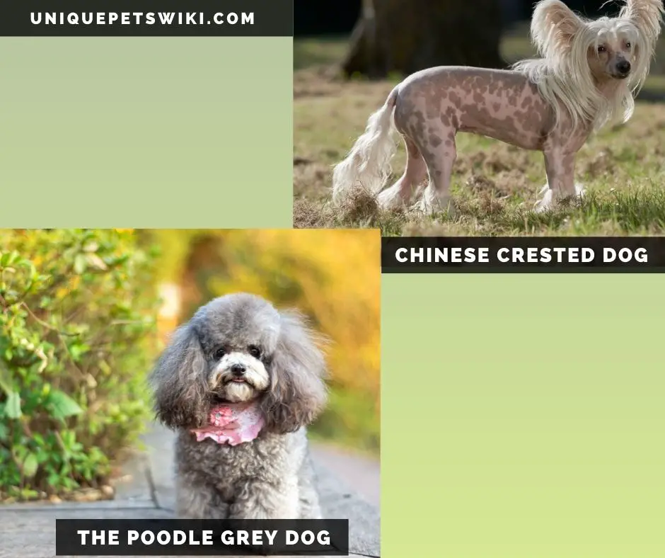 The Chinese Crested Dog and poodle grey dogs