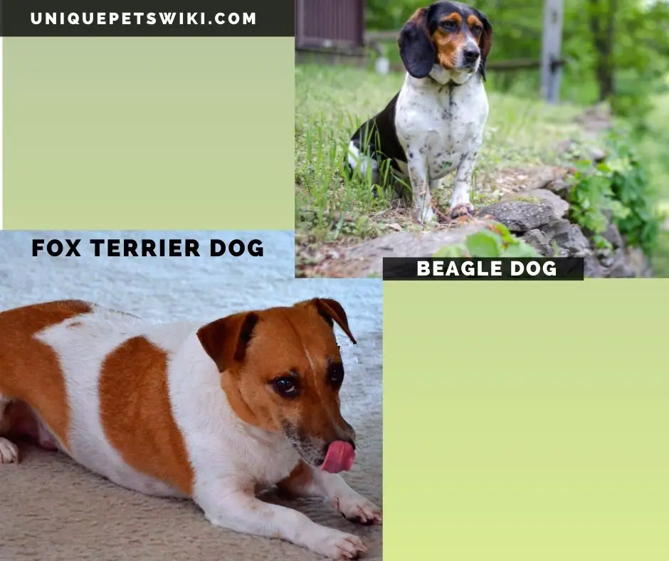 The Beagle and Fox Terrier small hunting dog breeds