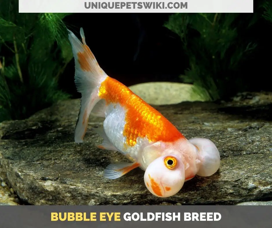 Bubble Eye goldfish breed