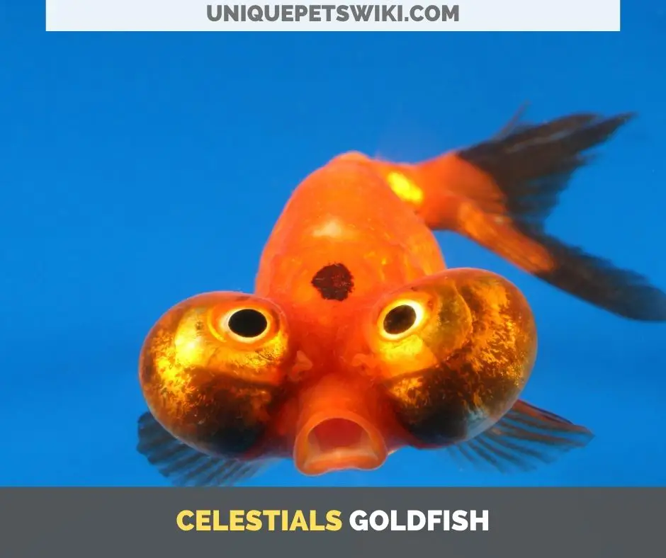 Celestials small goldfish breed