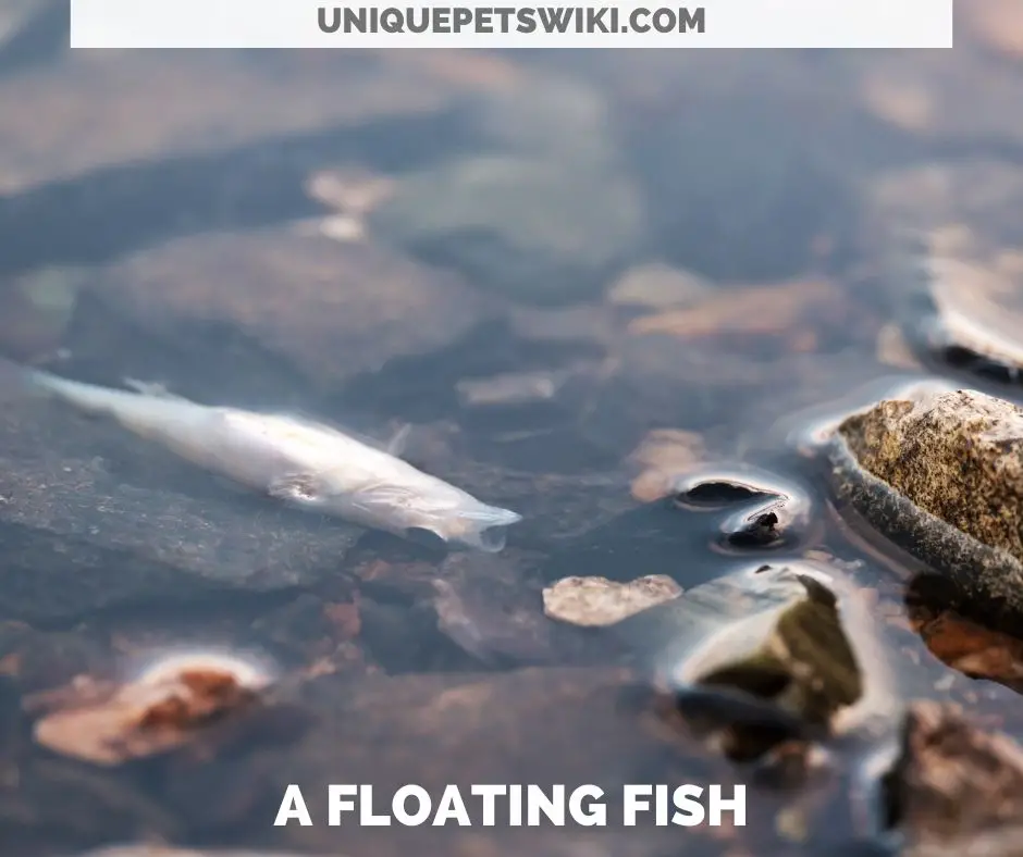 a floating fish