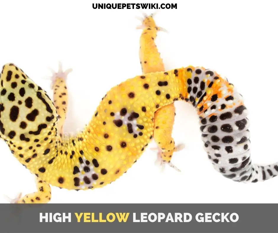 High Yellow Leopard Gecko