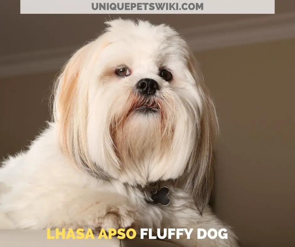 Lhasa Apso fluffy dog