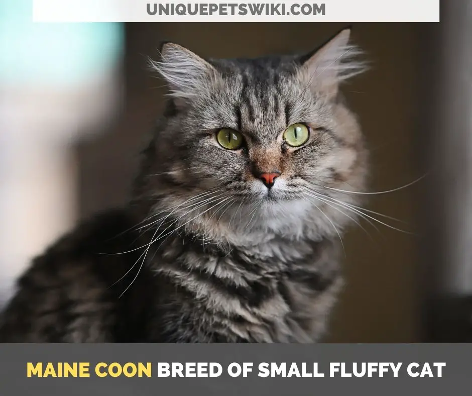 Maine Coon breed of small fluffy cat
