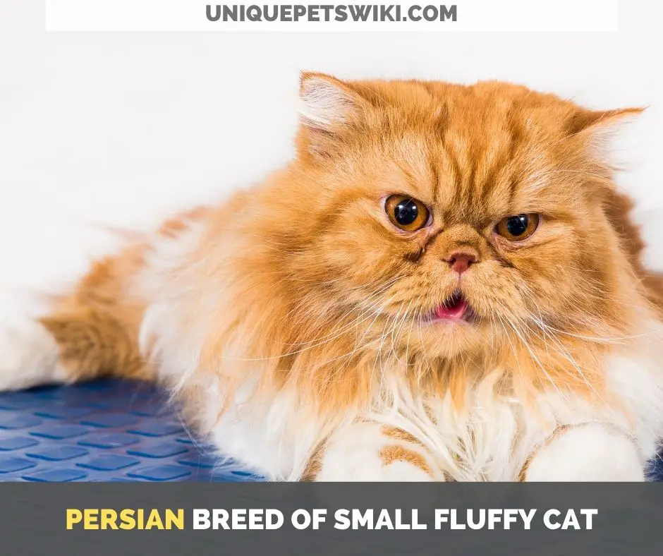 Persian breed of small fluffy cat