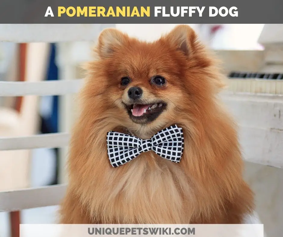 Pomeranian fluffy dog