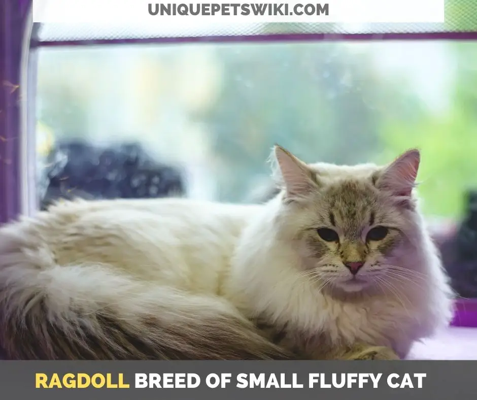 Ragdoll breed of small fluffy cat
