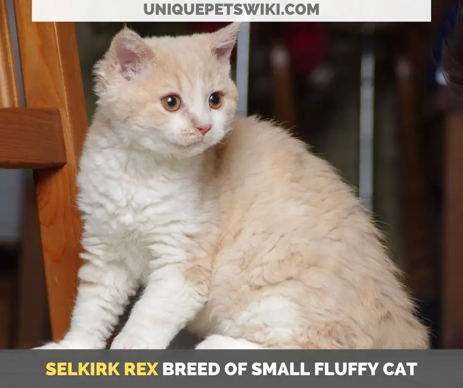 Selkirk Rex breed of small fluffy cat
