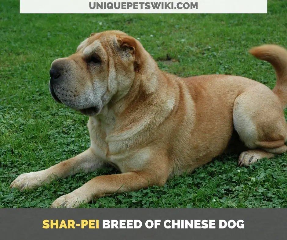 Shar-Pei breed of Chinese dog