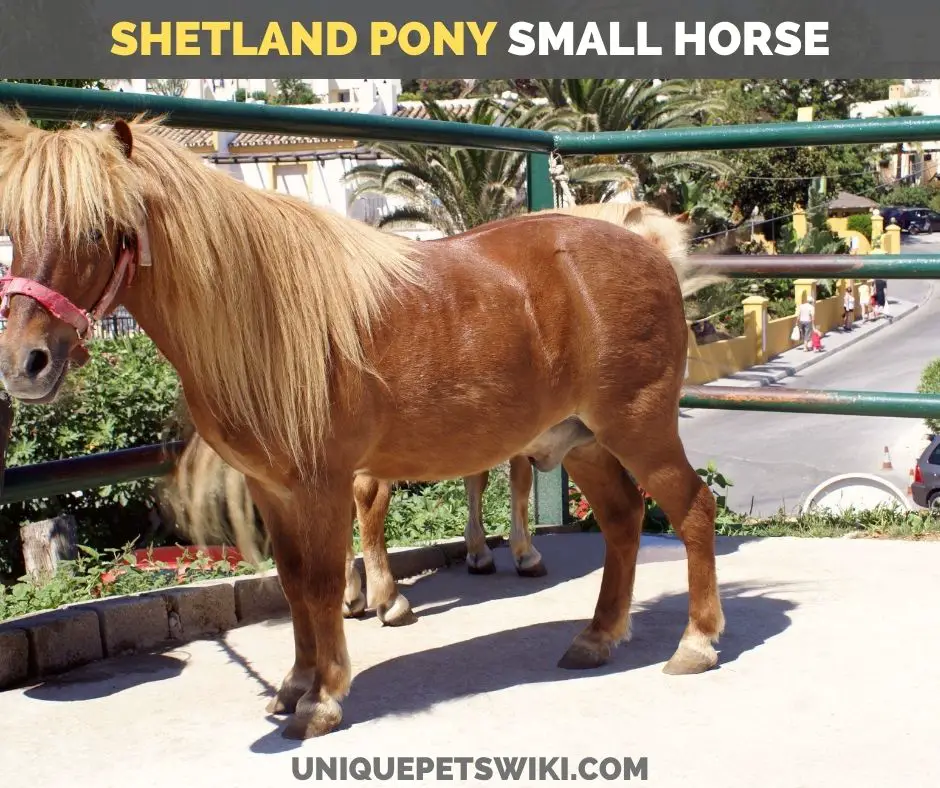 Shetland Pony small horse