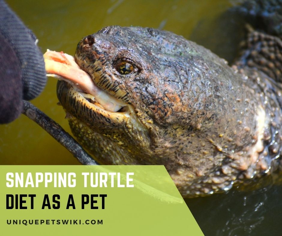 Snapping Turtle Diet as a Pet