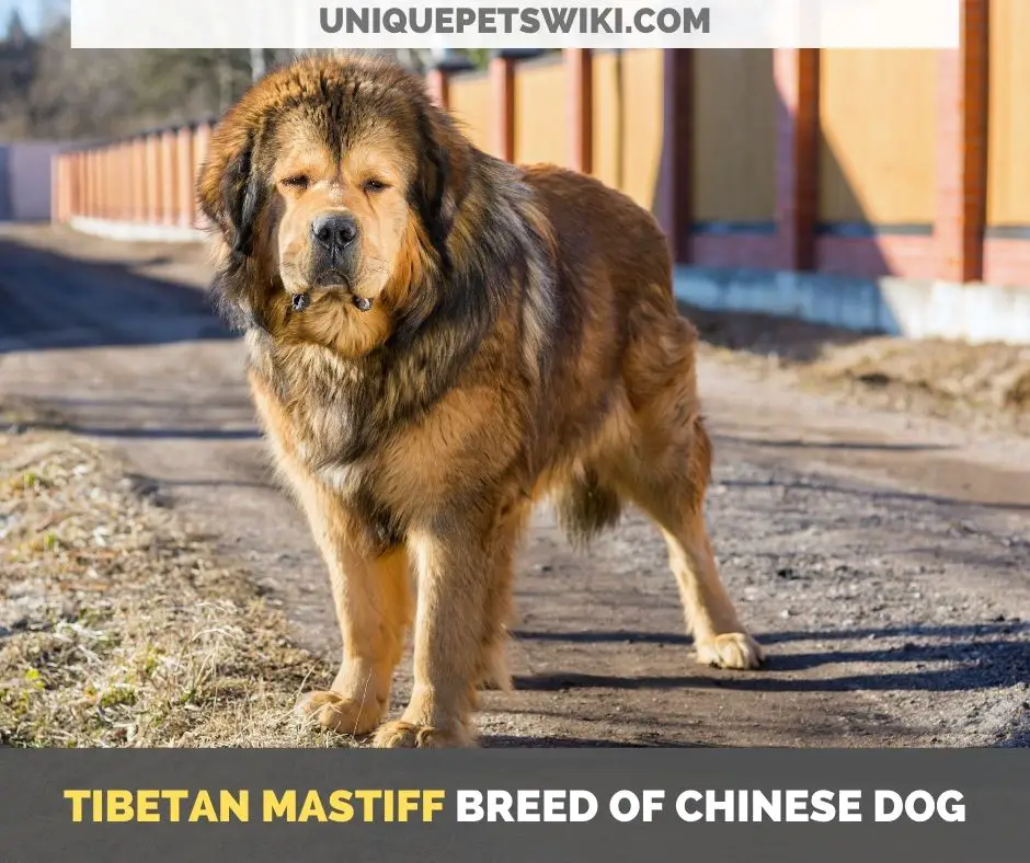 Tibetan Mastiff breed of Chinese dog