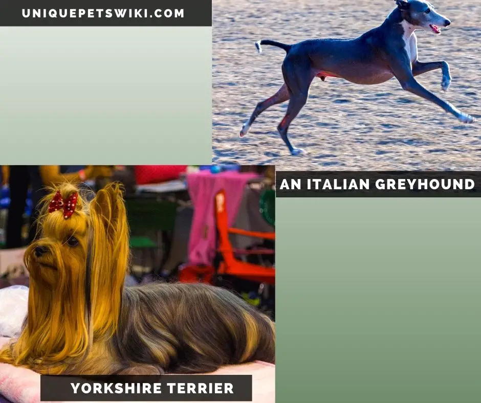  Italian Greyhound and Yorkshire Terrier small grey dog breeds