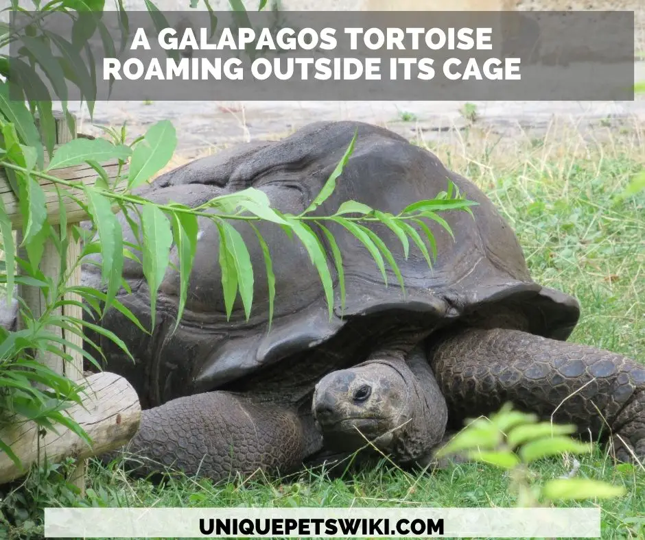 A Galapagos Tortoise
