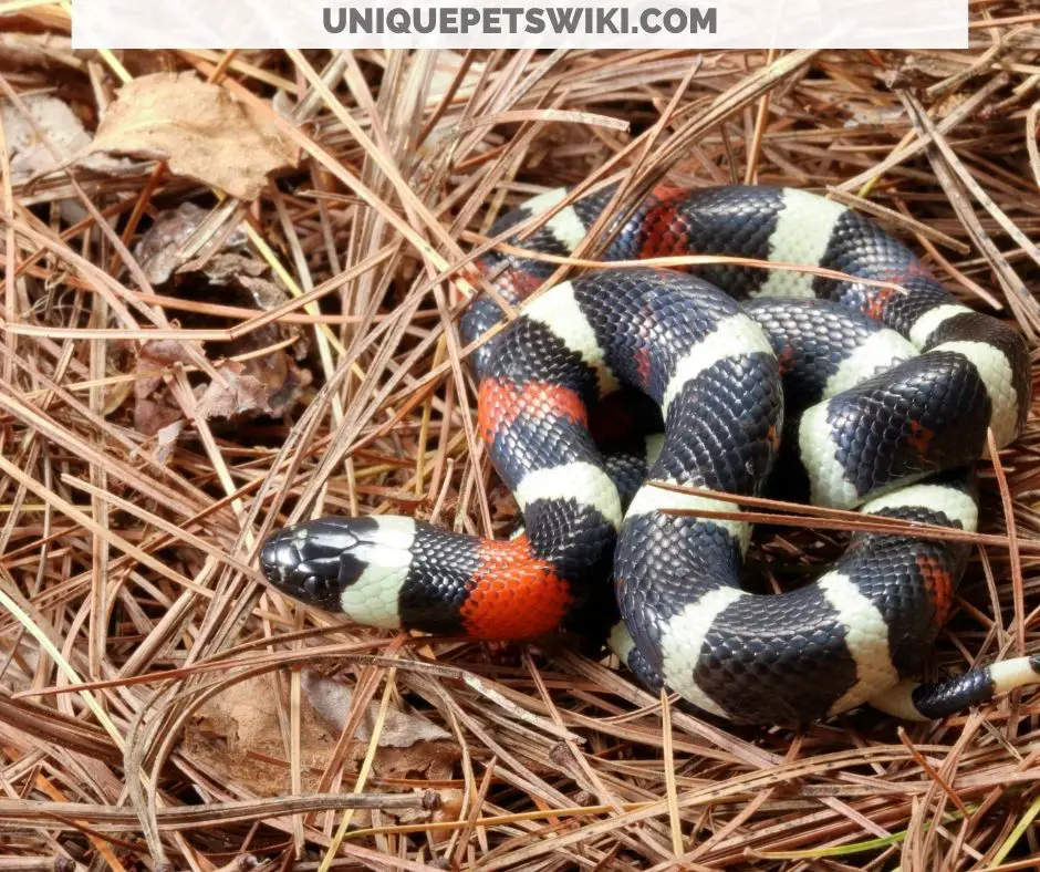 a milk snake