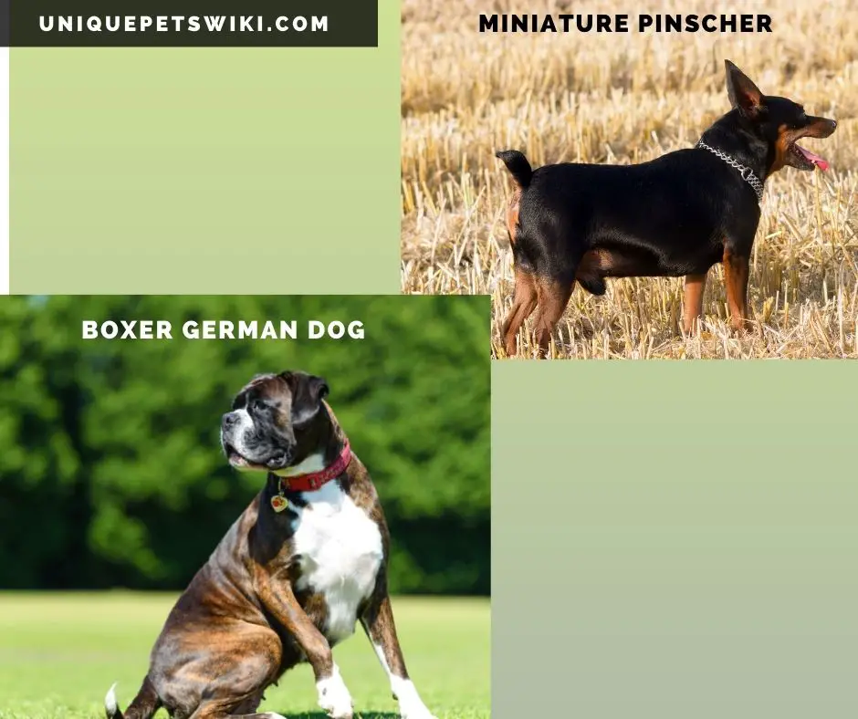 Miniature Pinscher and Boxer German dog