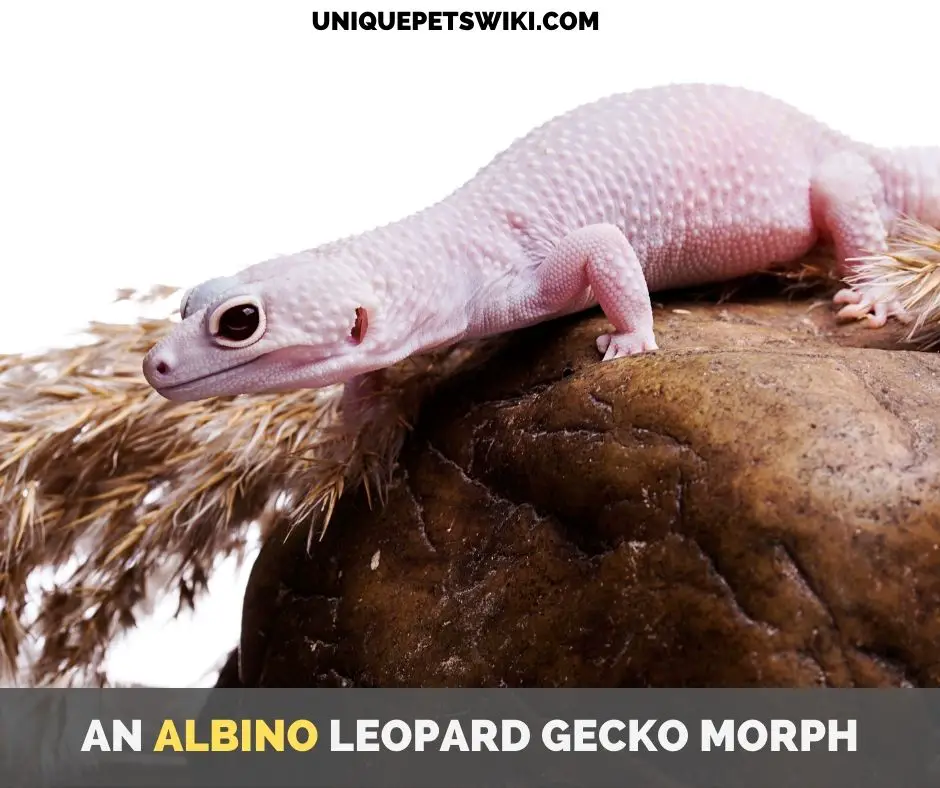 An albino leopard gecko morph