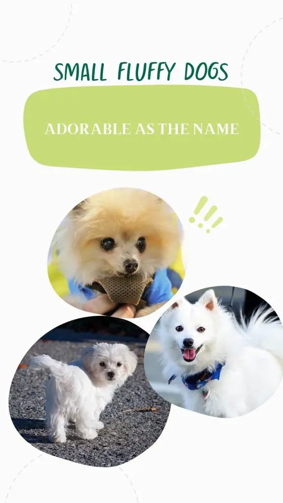 small fluffy dogs