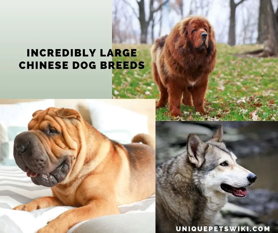 large Chinese dog breeds
